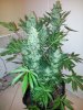 20160416_062312.jpg