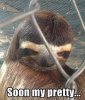 Rape-Sloth-Meme-Christmas-30.jpg