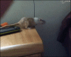 giphy (22).gif