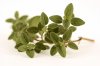 oregano-para-nota-1.jpg