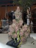 20160512_212630.jpg