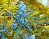 Durban Poison DWC 013.jpg