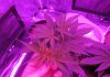 PK-Topped-Day35 (2).jpg