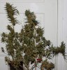 BR2-Harvest-Day57-1.JPG