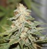 JTR-Harvest-Day57-2.JPG