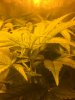 bubba flower.JPG