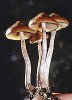 psilocybe_azurescens_1.jpg