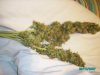 harvest 004.jpg