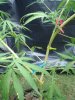 SSH Ziptie 017.jpg
