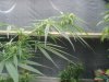 SSH Ziptie 016.jpg