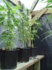 SSH Ziptie 011.jpg