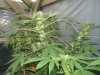 BB Bud (2).jpg