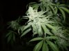 SSDD Day 62-6.jpg