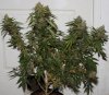 JTR-Harvest-Day57-1.JPG