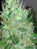 magnifying_2016-06-13_22-10-30.jpg