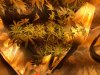 Blue Dream.JPG