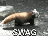 Swag+dem+red+panda+bitches+all+up+on+his+shit_2a21f8_3837044.gif