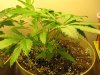 IMG_0177.jpg