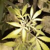 iron-deficiency-marijuana-plant.jpg