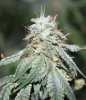 Fireballs-Day57-Harvest-2.JPG