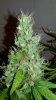 mir_20160620_193335.jpg