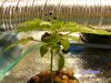 white rhino 019.jpg
