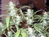 joegrow 064.jpg