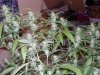 joegrow 066.jpg