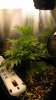 Day 48 from seed-2.jpg