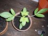 weed4.jpg