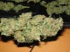 nugs 003.jpg