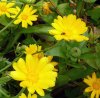 2016-08-01_calendula-comparison_outside.JPG