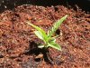 grow journal 140.jpg