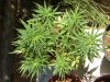 grow journal 251.jpg