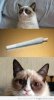 high-grumpy-cat-pictures-funny1.jpg