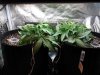 AK Auto Grow #1 - Day 16.jpg