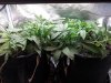 AK Auto Grow #1 - Day 20 (2).jpg