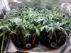 AK Auto Grow #1 - Day 28 (2).jpg