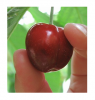 cherry.png