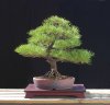 na088_pinus_thunbergi_banshoho.jpg