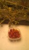 152watt tomatoes pic 1.jpg