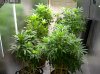 Camshot Flower Room Day01 08-29-2016-CMH-COBs.jpg