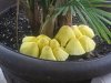 234px-Leucocoprinus.JPG