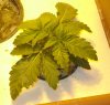 DSC04956.jpg