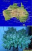 Bubblegum_and_Map_of_Australia.JPG