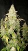 2016-10-03 Day 57F CL3 Harvest 3.jpg