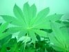 14 day flower 006.jpg