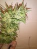 IMG_20161014_203934.jpg