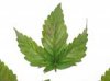 weed.jpg