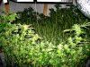 scrog-the-bowl-marijuana.jpg